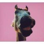 11821307_484330498401771_1672185229_a