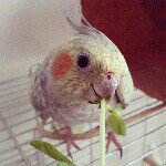 10632496_429427480529421_1972270260_a