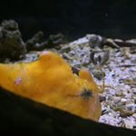 12534638_414130782118686_1222239415_a