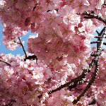 11007841_869869296406318_1585294510_a