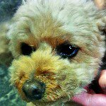 11351637_609830989158655_404969999_a