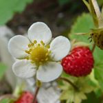 12120291_1036304246419689_317362030_a