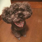 10665506_1479143319014570_66903510_a