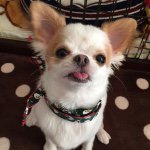 10890808_1525531797721430_494497160_a