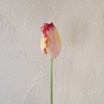 11208038_1605561546322836_615194006_a