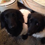 10802485_606066596182026_1953306952_a