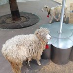 11193135_1586833791598326_1413783244_a