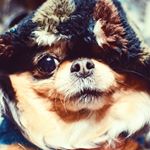 12446163_1020616894676339_1460869404_a