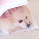 11192627_821006247985935_1197093450_a