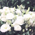 12519338_1003586636378278_26373156_a