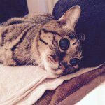 10990550_425883150906743_22302318_a