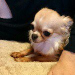 11254314_1602316093341661_209745335_a