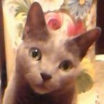 10723978_1491890614399826_1450223043_a