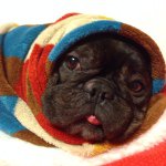 10724716_867607476584056_632720272_a