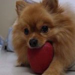 11191358_684557181648191_234272450_a