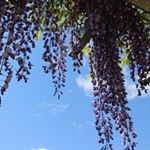 11372420_942613802467260_1489520264_a