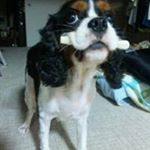 12543153_1681542385457449_867868405_a