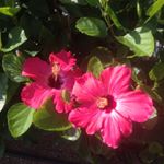 12276737_1526298461016874_1730074677_a