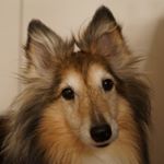 12237258_1520450644940278_1309826350_a