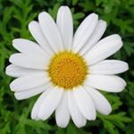 12677167_228120624187600_1942252159_a