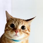 11363844_908322345908137_1779786358_a