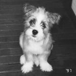 12093271_1197344286946067_600935027_a