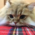 12292909_912956158799015_507324614_a