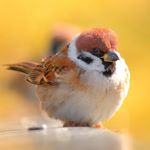 12628113_1551041655211952_337423094_a