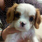 11429245_1607787806146096_1225019963_a