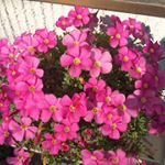 12353352_153498808346211_1804269599_a