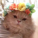 11809921_882242311863070_1783452949_a