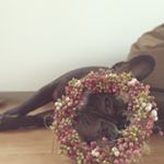 12237615_1492811787686822_309671926_a