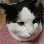 12269964_159794761043503_1966740944_a