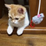 11094503_1424393341195301_858351235_a