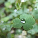 11085091_978299955548505_181446925_a