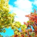 11351791_880686895360883_125916585_a