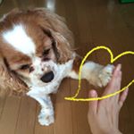 11254060_487775761382919_900760122_a