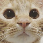 11349314_381483305385299_1205665845_a