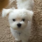 12230877_1548940528756025_1562719008_a