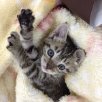 10949054_358090957707733_1644369665_a