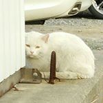 12393618_1728027597432589_321250592_a