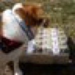 10903425_1524404221182259_1763516447_a