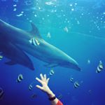 12479364_763599793774854_436997113_a