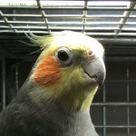 10616679_1548392915383562_1366047951_a