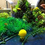 12357772_1115299868510650_842407242_a