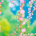 12424526_1542724402709686_432961092_a