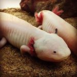 12555881_1521021471526790_602748497_a