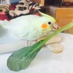 11363818_1468142976818949_1630384736_a