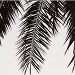 12568763_490703264446483_66569025_a