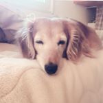 12393734_1680397835569342_244878141_a